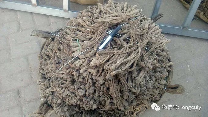 岷县当归最新价格，科技引领品质生活，市场走势分析报告