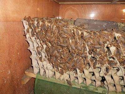 土元价格最新行情深度解析，背景事件与地位回顾